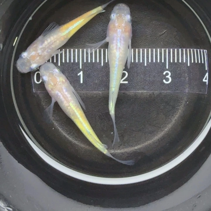 青鳉鱼蛋白石35号