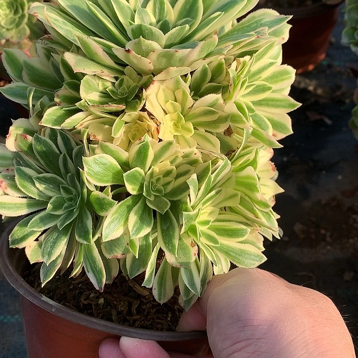629艳凝多肉植物