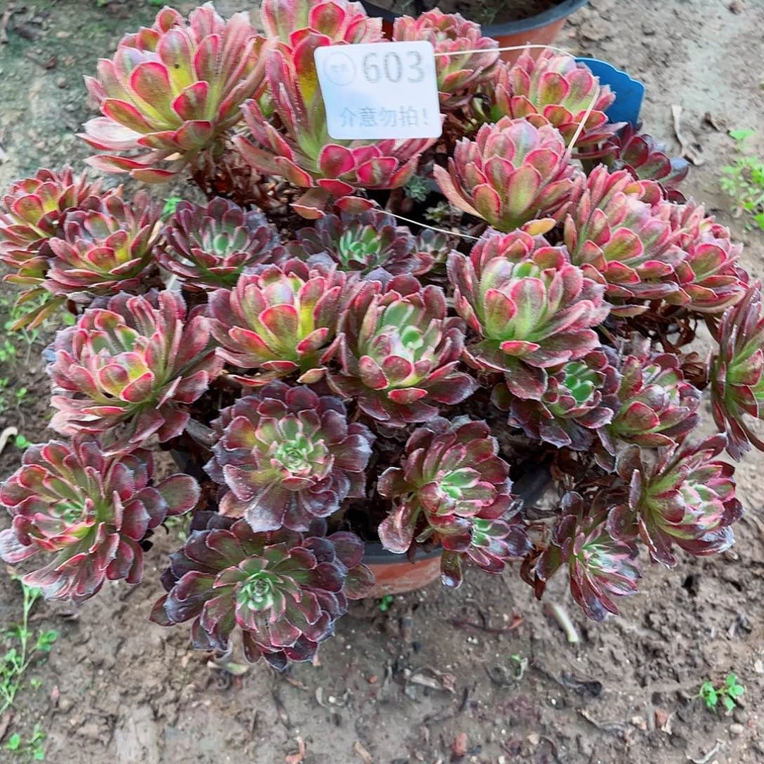 无花朵?****)多肉植物603