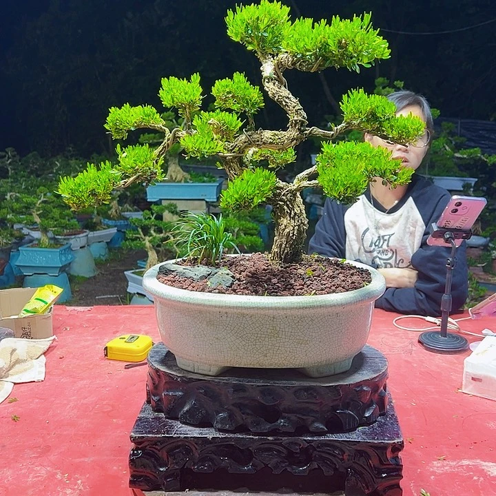 无花朵广东黄杨盆景