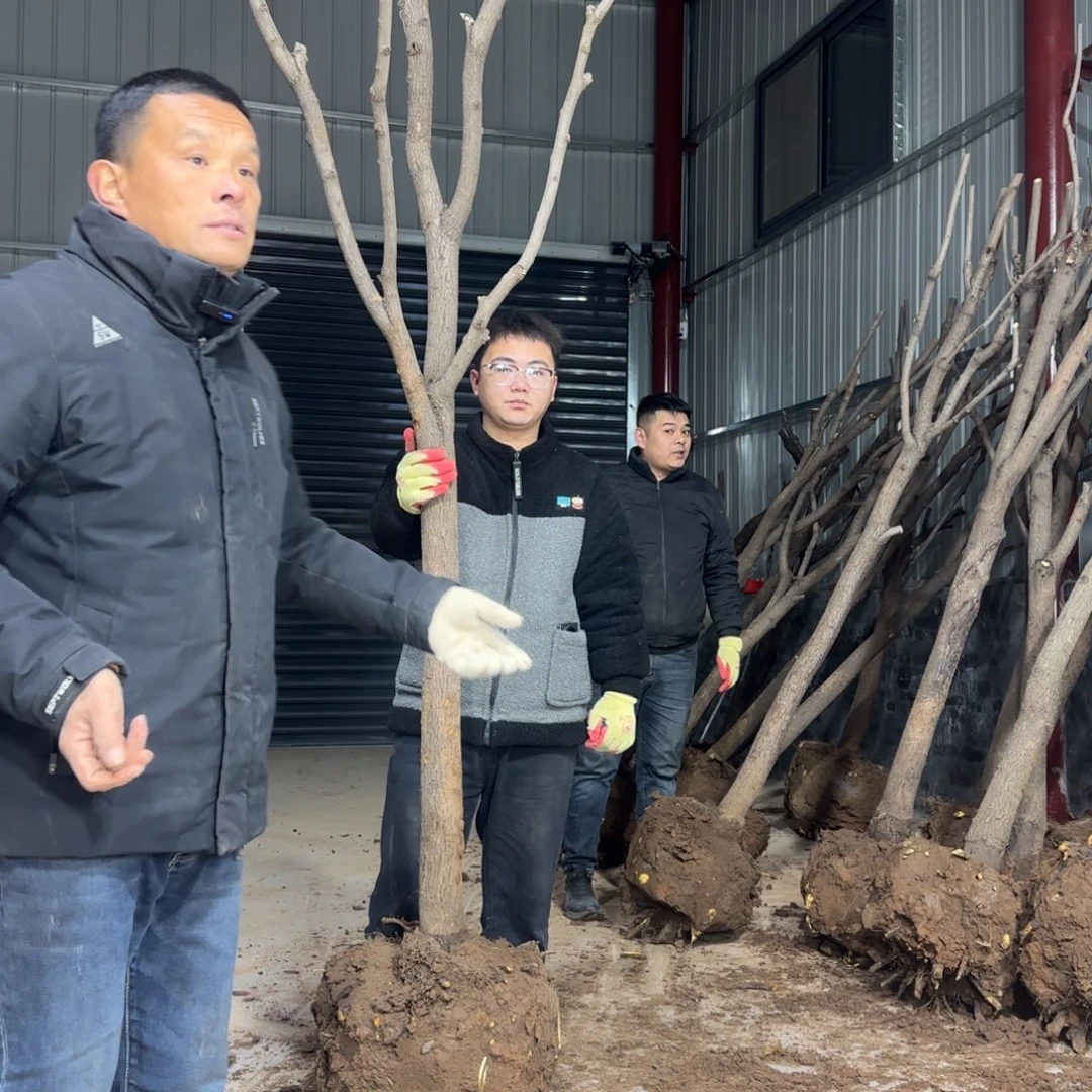 自***欢无花朵果盆111111