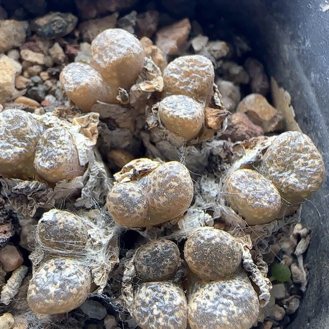 各位宝宝下午安康41447