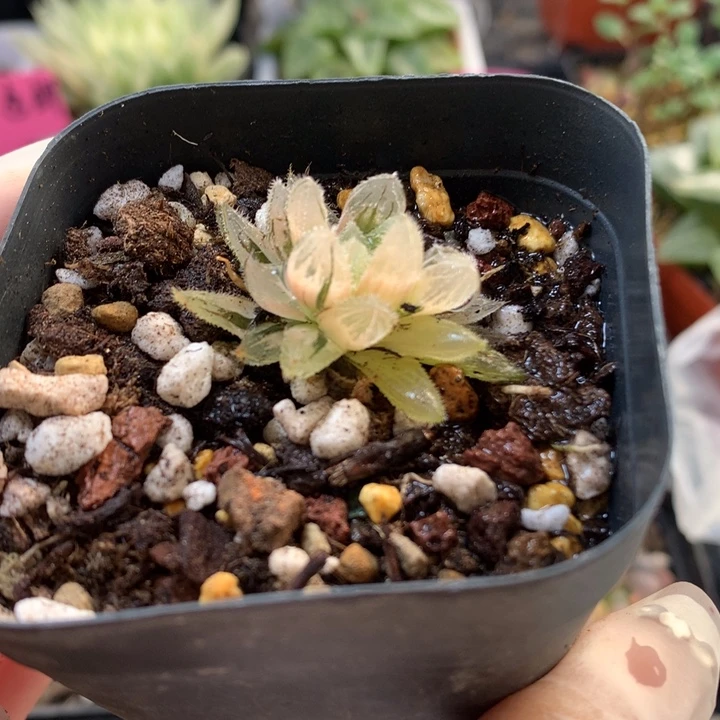 毛玉露锦带盆土发货