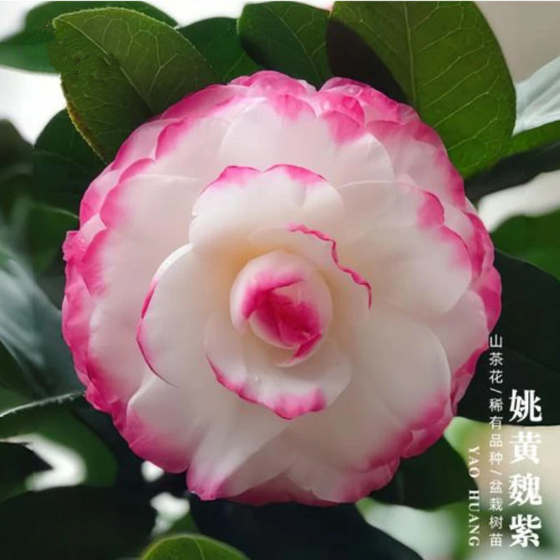 【姚黄魏紫茶花】稀缺名贵品种 白瓣外缘淡紫红色重瓣花型
