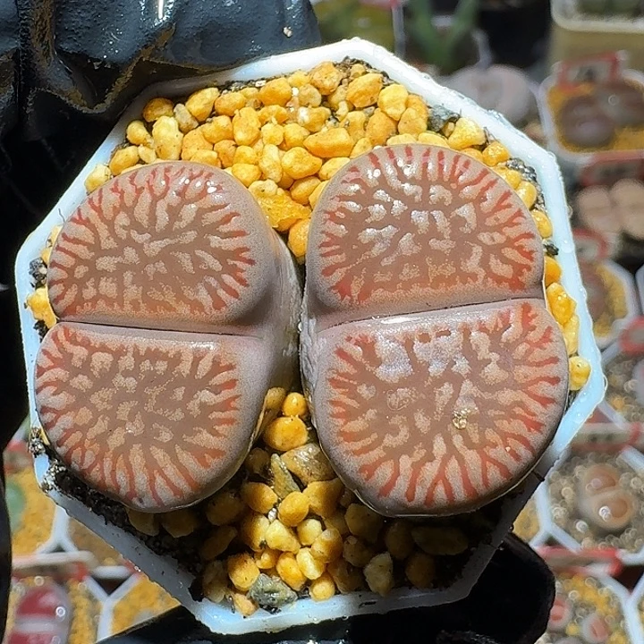 生石花2:：：。    21号