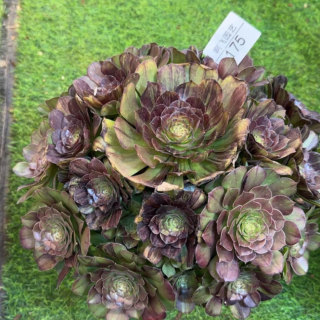 175多肉  墨染福利 竞拍