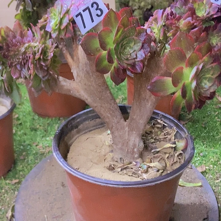 773万黄缀化老板子法师缀