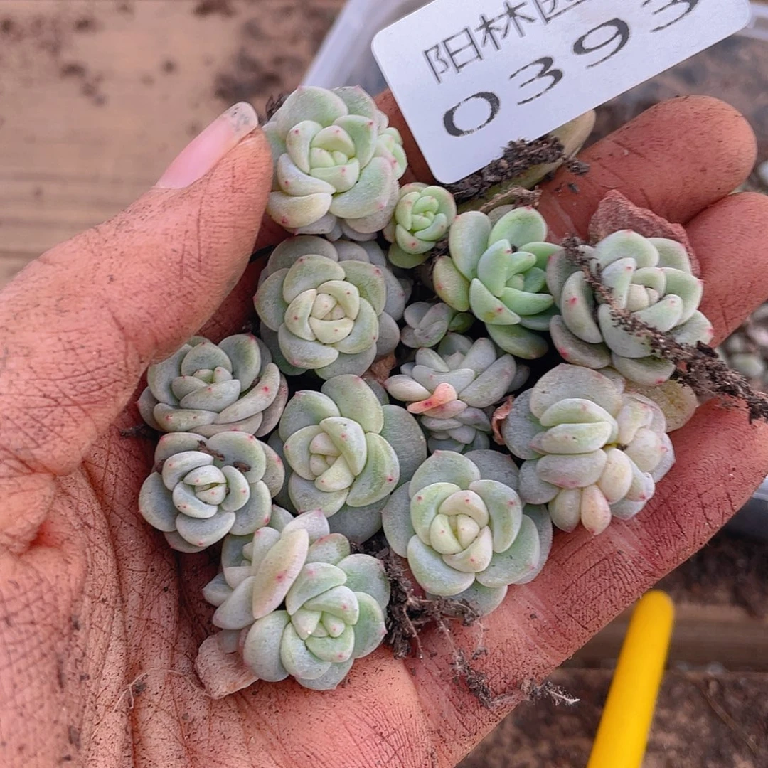 多肉植物多肉植物393