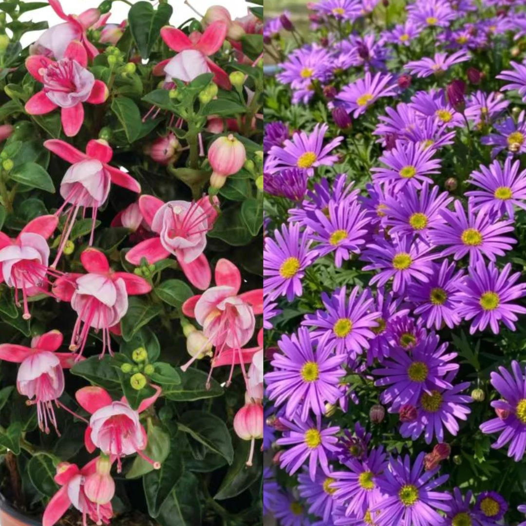 云花基地【跳跃粉+姬小菊】2盆多头粉色耐寒倒挂金钟基地直发