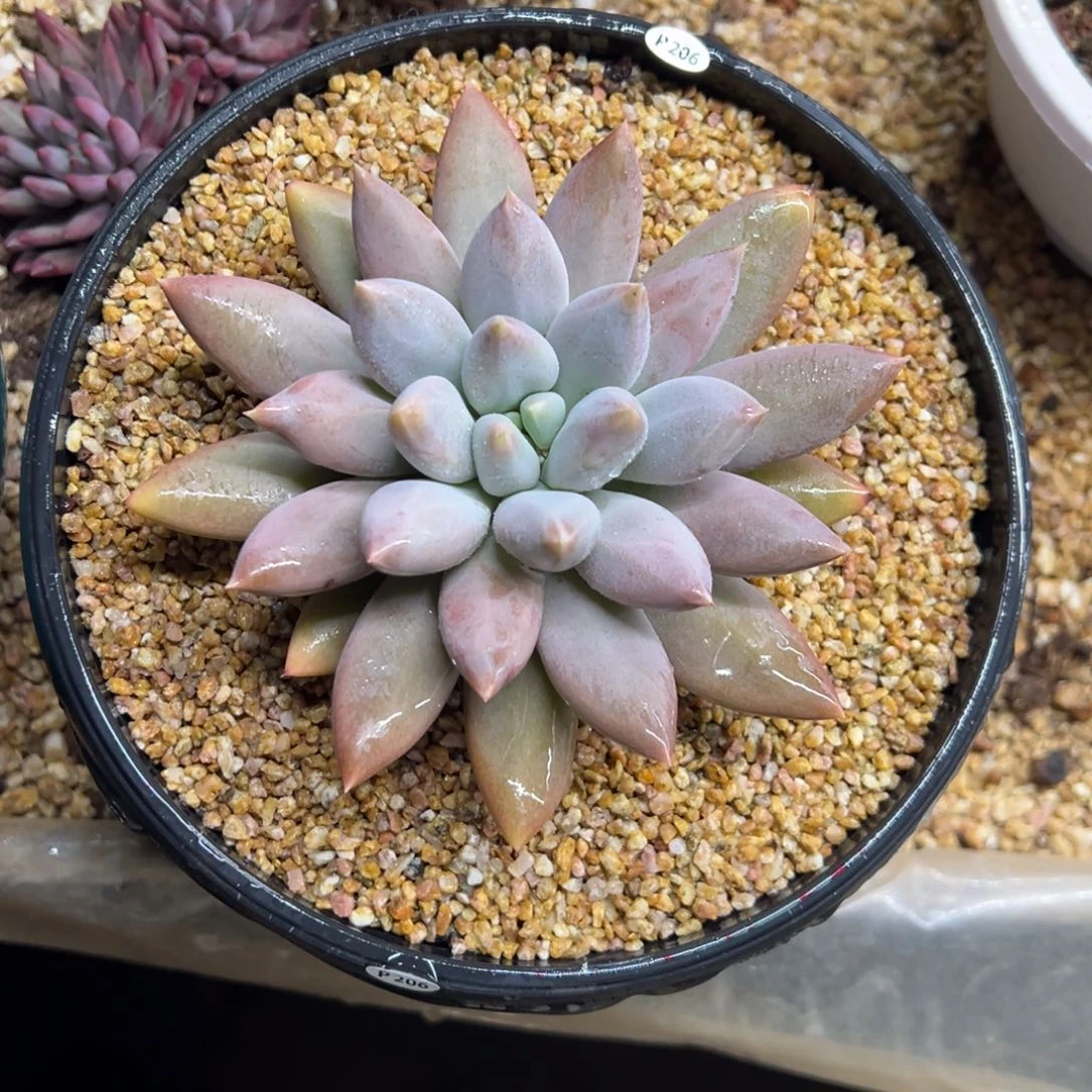 哥特萝莉 夏鸣园艺