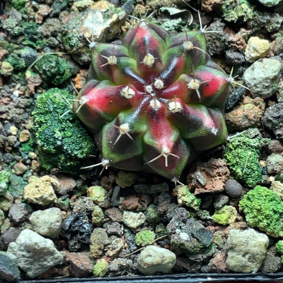 当前无花朵，栽培后可花朵上海