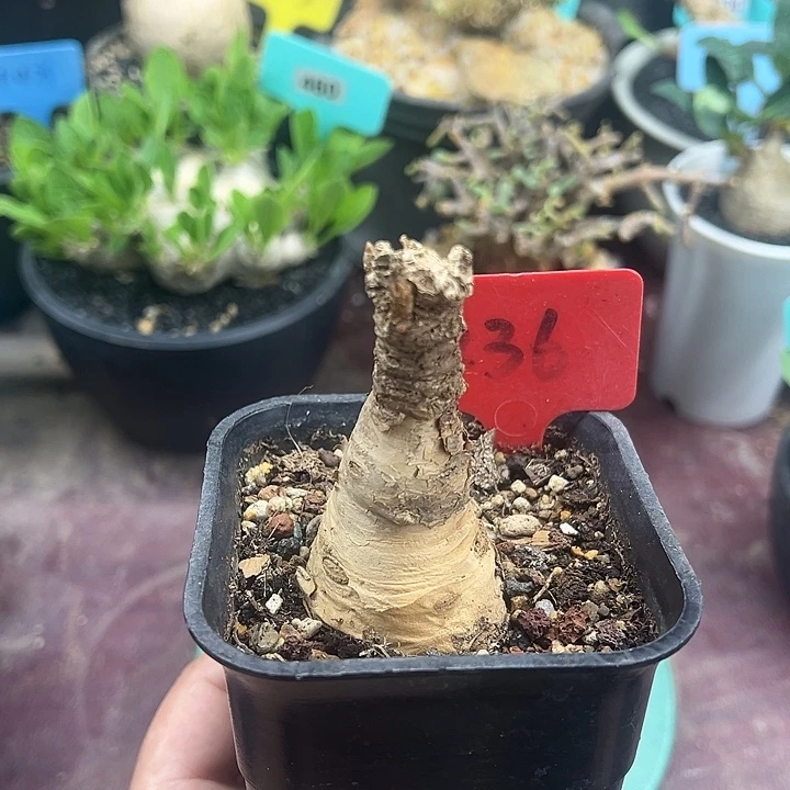 玫瑰大戟产地多肉植物