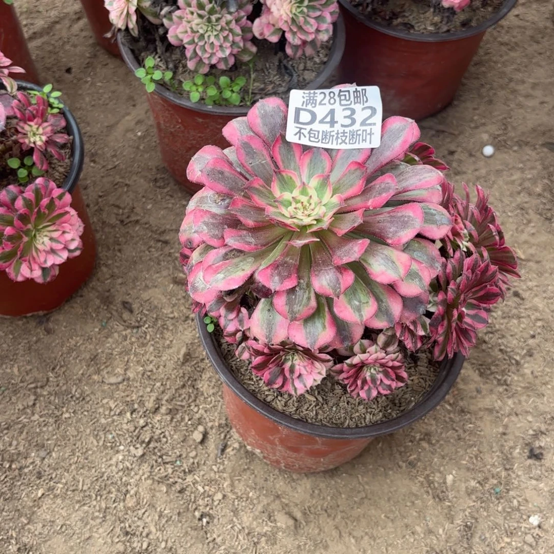 M. 432红铜白处理多肉1122