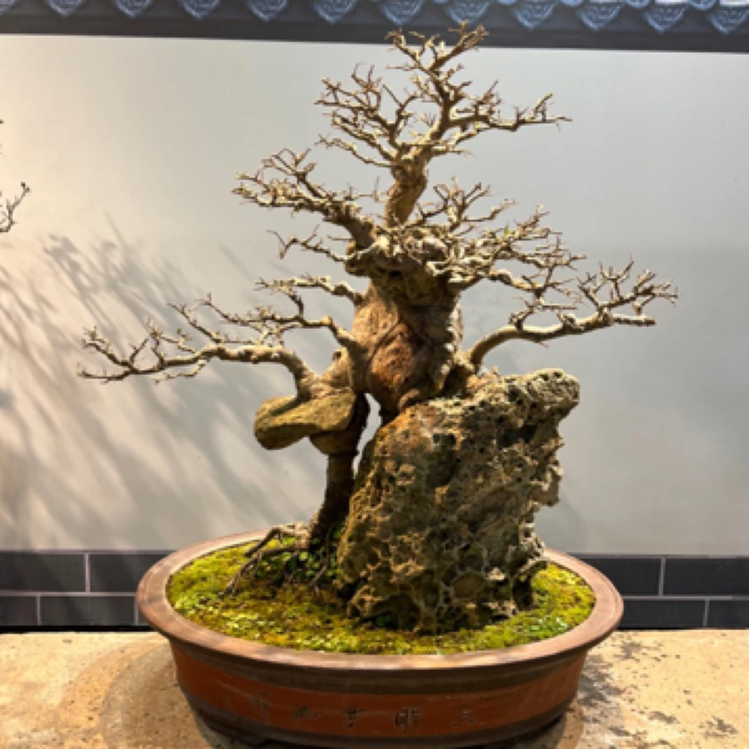 【小叶榔榆】岭南附石盆景