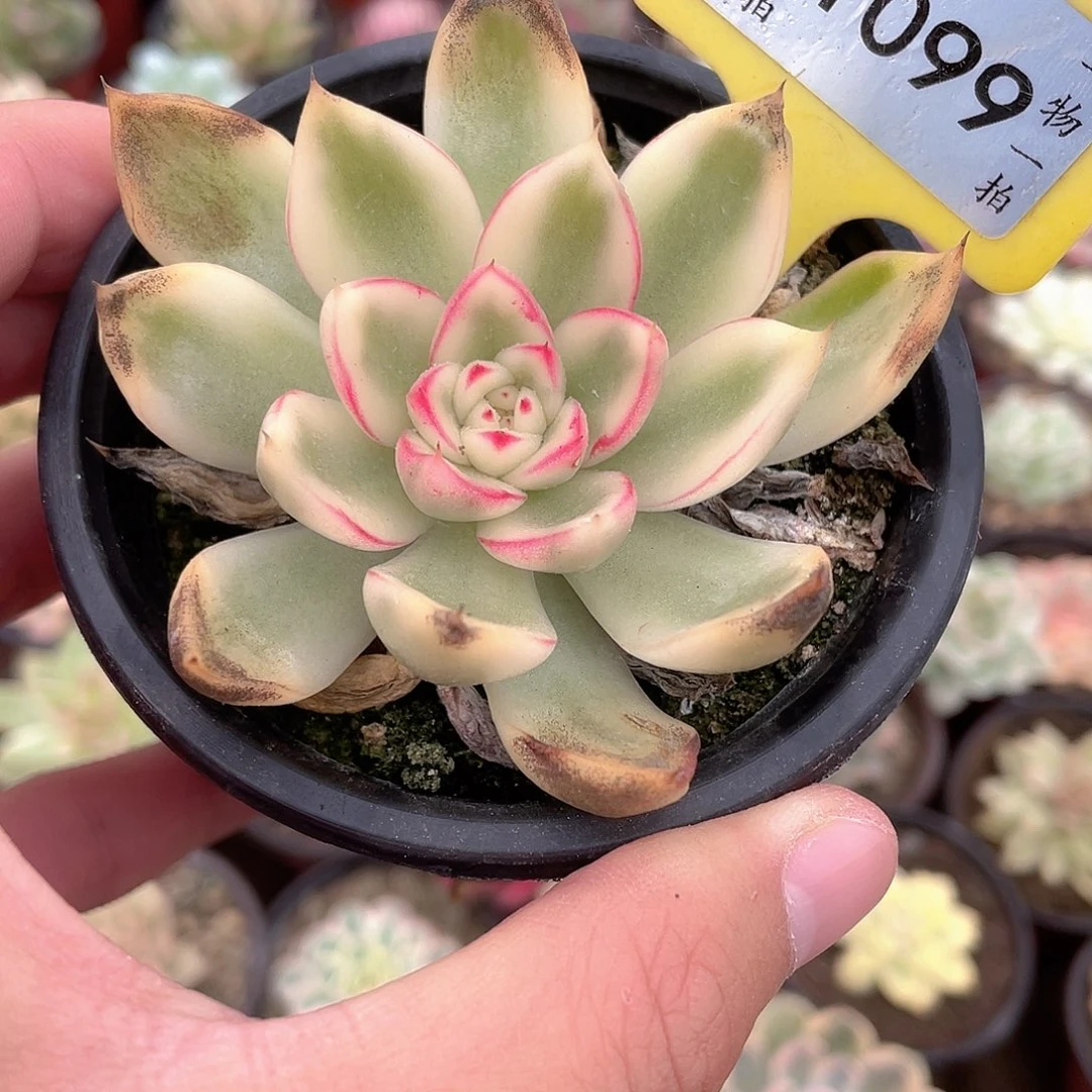 阿诗娜瑕疵福利1099号