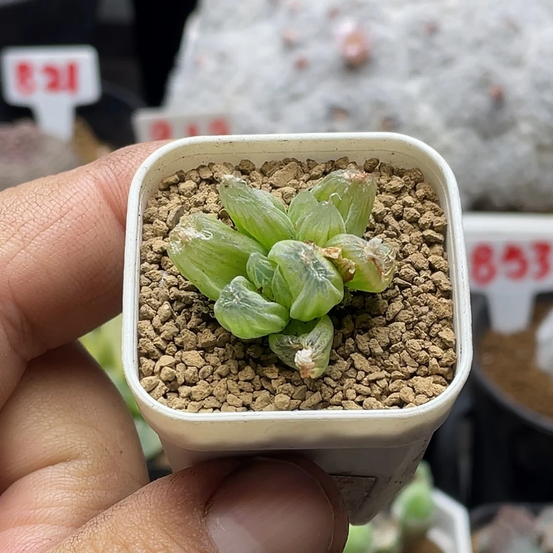 实生双头佛座箍 带盆包邮