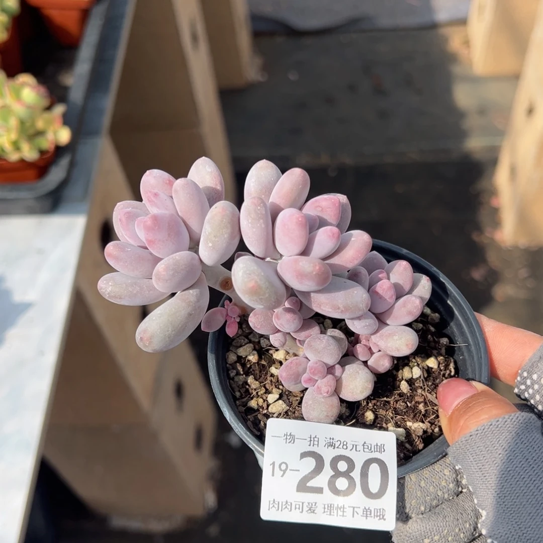 海狸美人多肉多肉多肉