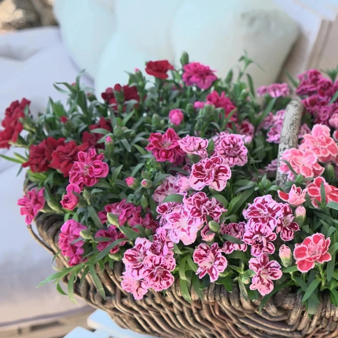 康乃馨盆栽带花苞大花四季开花室内阳台石竹花苗好养绿植花卉礼物