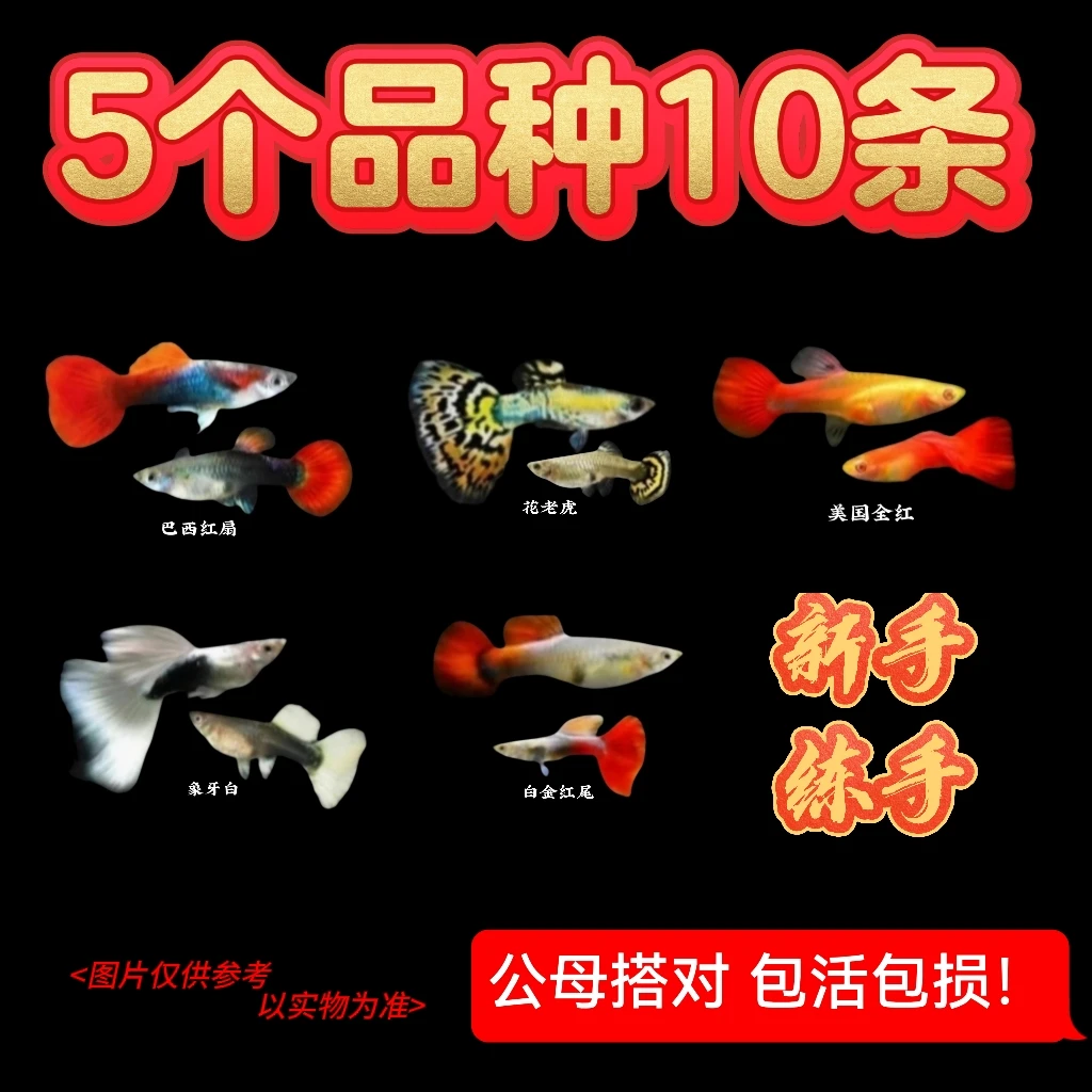 【练手款 5品种 10条】公母搭对纯种孔雀鱼小型热带鱼好养易繁殖