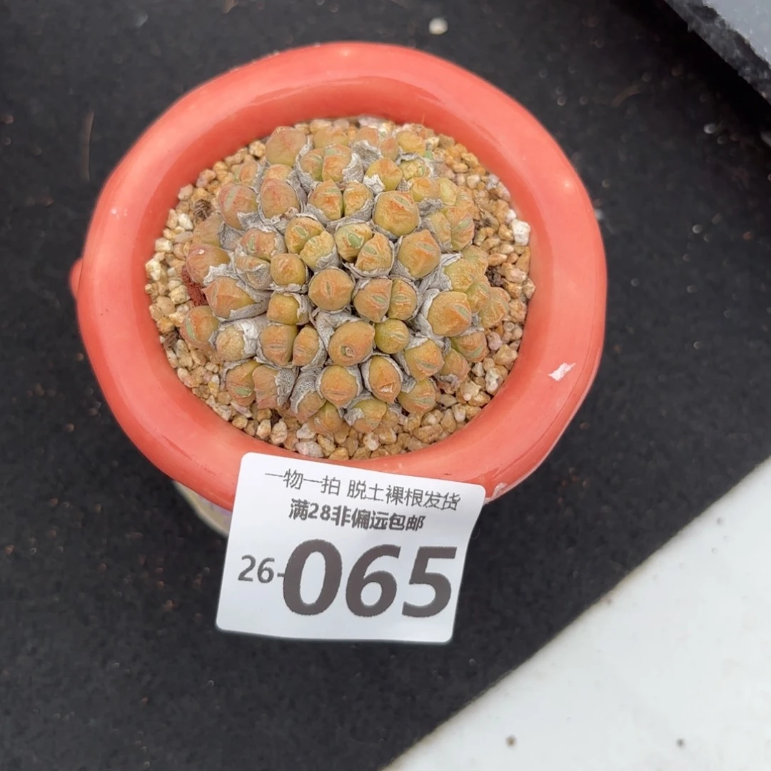 小米锥多肉多肉多肉