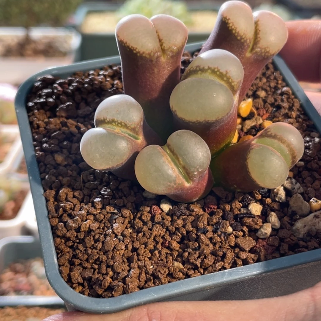 白窗大型红风铃植物一物一拍
