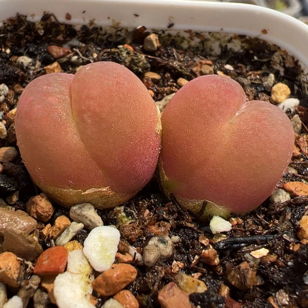 041多肉植物百科