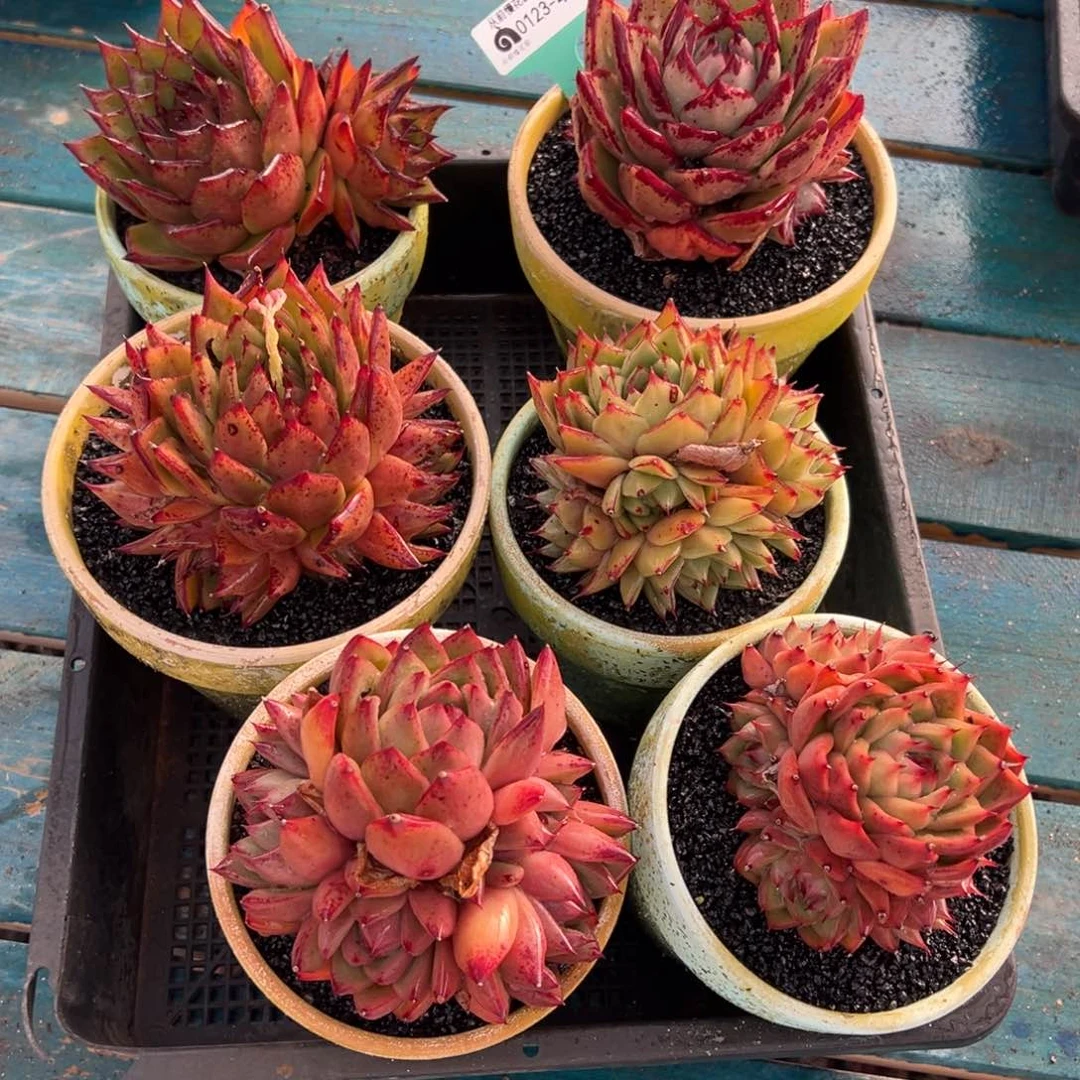 从前慢多肉精选编号0123.49