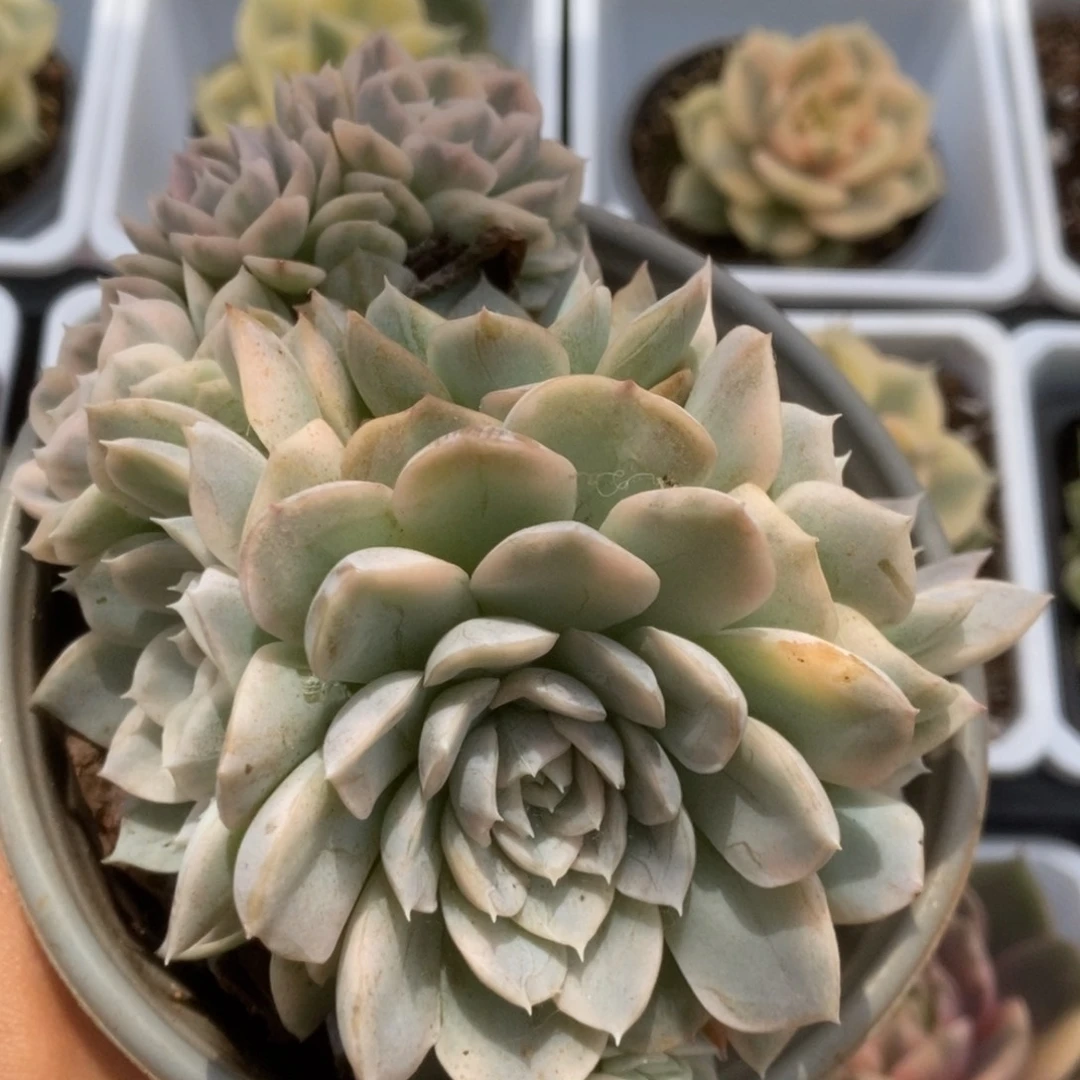 038雪球锦锦锦锦锦