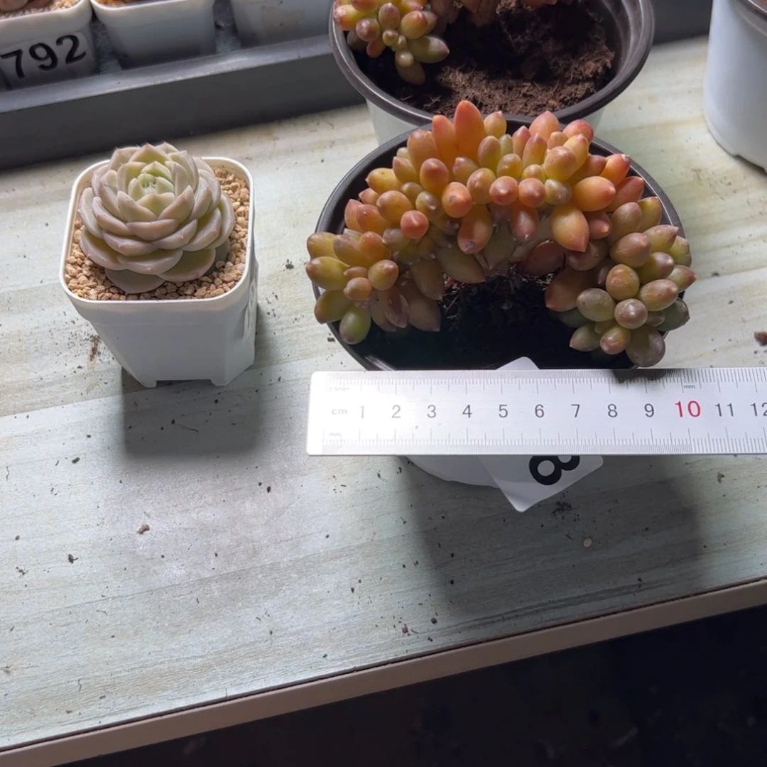 萌*豆208 多肉植物组合盆栽