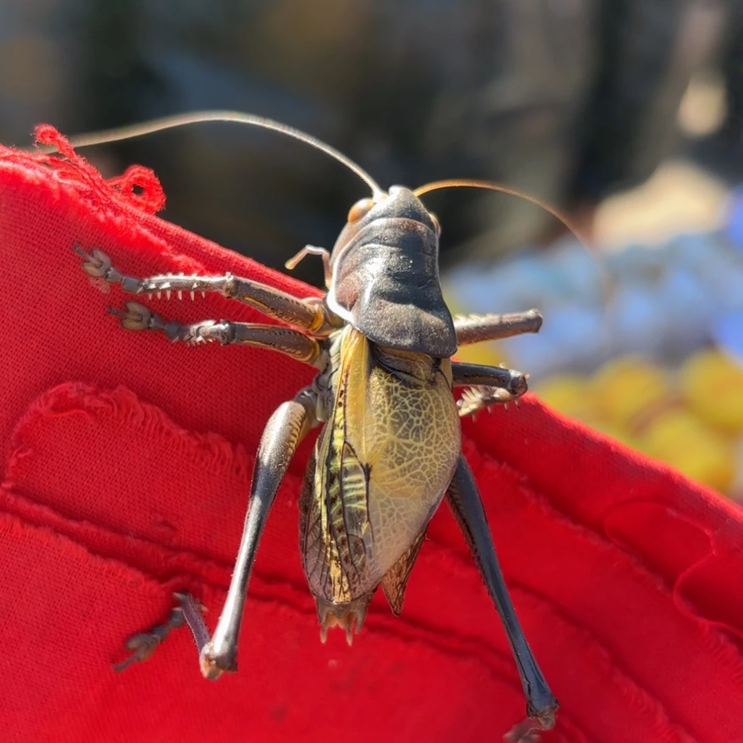 H***h蝈蝈蝈蝈福福价格