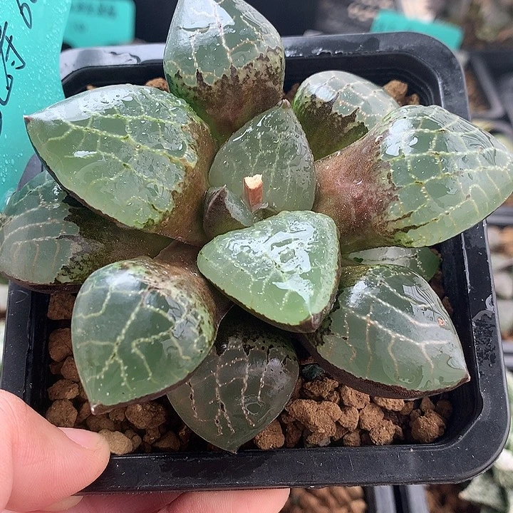 流光寿一物一拍带盆