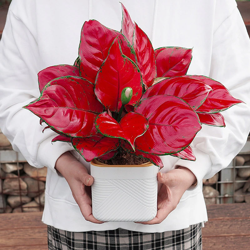 【吉利红】绿植花卉盆栽室内客厅办公好养带盆红色客厅绿植大盆栽