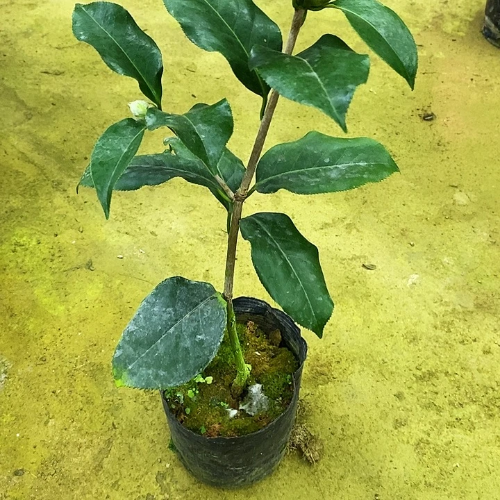 无花朵原生拉力。