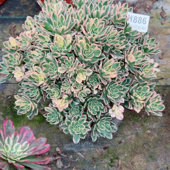 886甜茶多肉植物