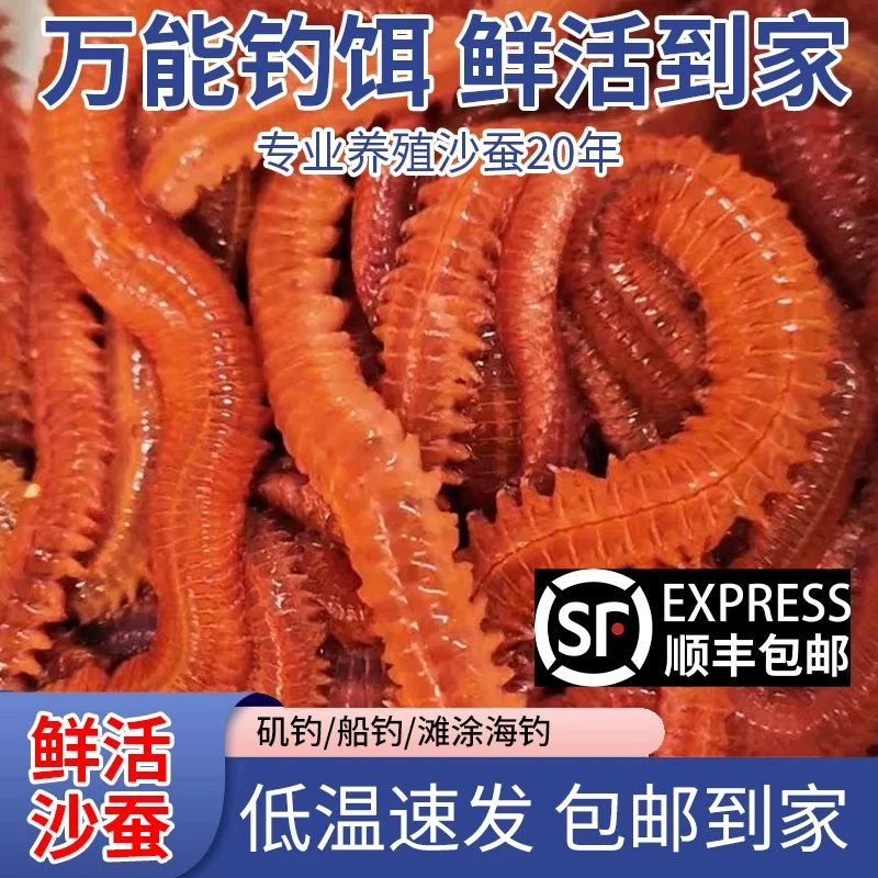 海钓鱼饵料活沙蚕海蚯蚓海蜈蚣海蚂蝗红青虫顺丰包邮红沙蚕活饵