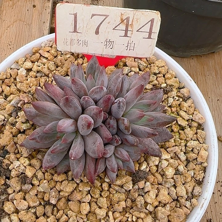 P***酱羽毛虞美人1744多肉植物