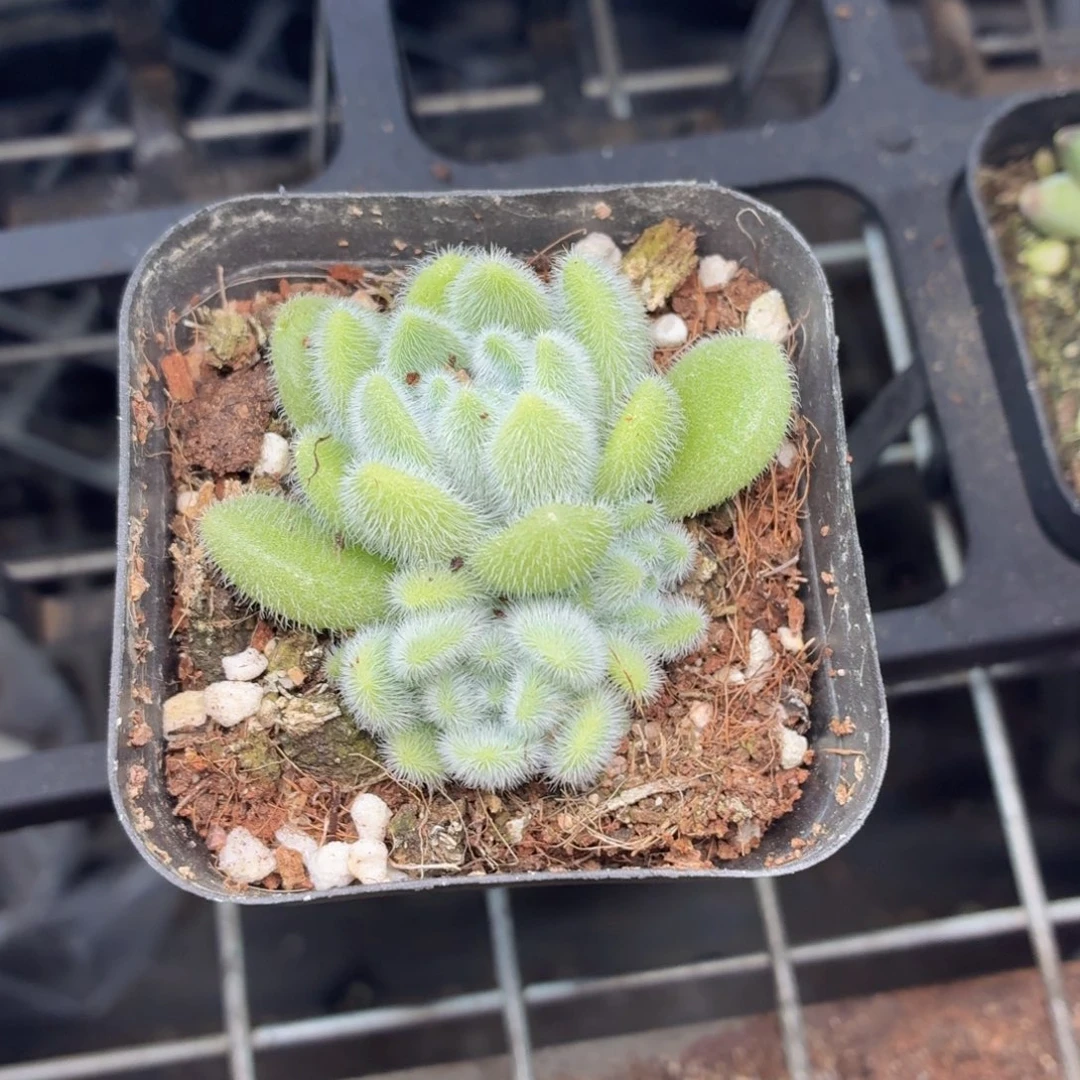 杏东尼多肉9.9包邮发货