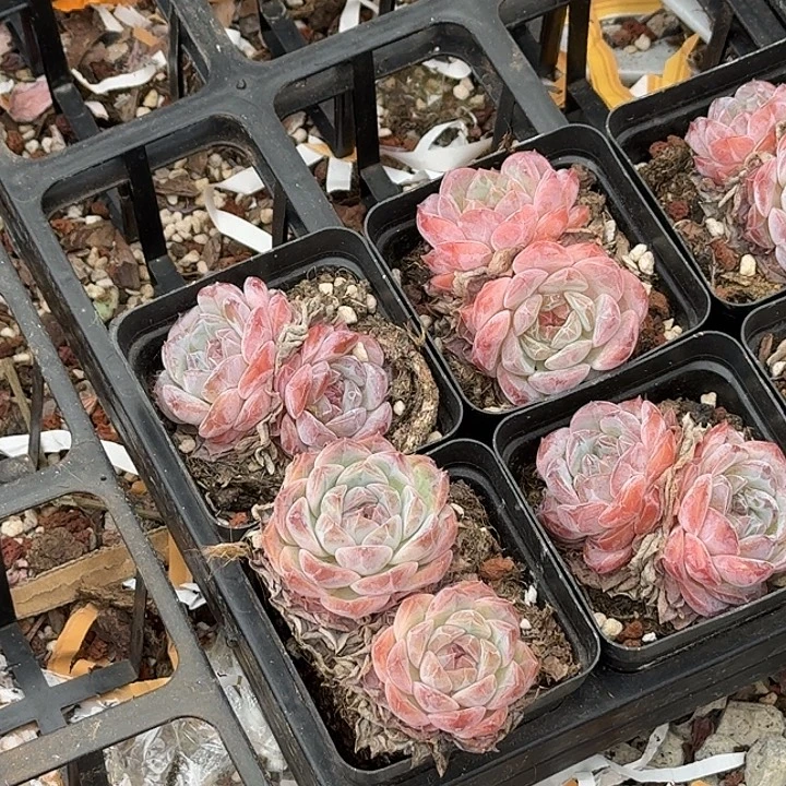 冰糖水晶单双混2.5厘米16棵不售后