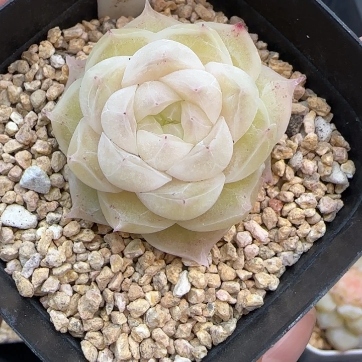 ****125号梨花白晗雨多肉