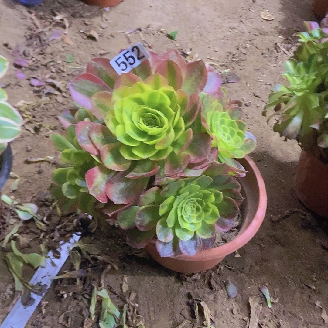 552奶白锦老庄手捧朵朵