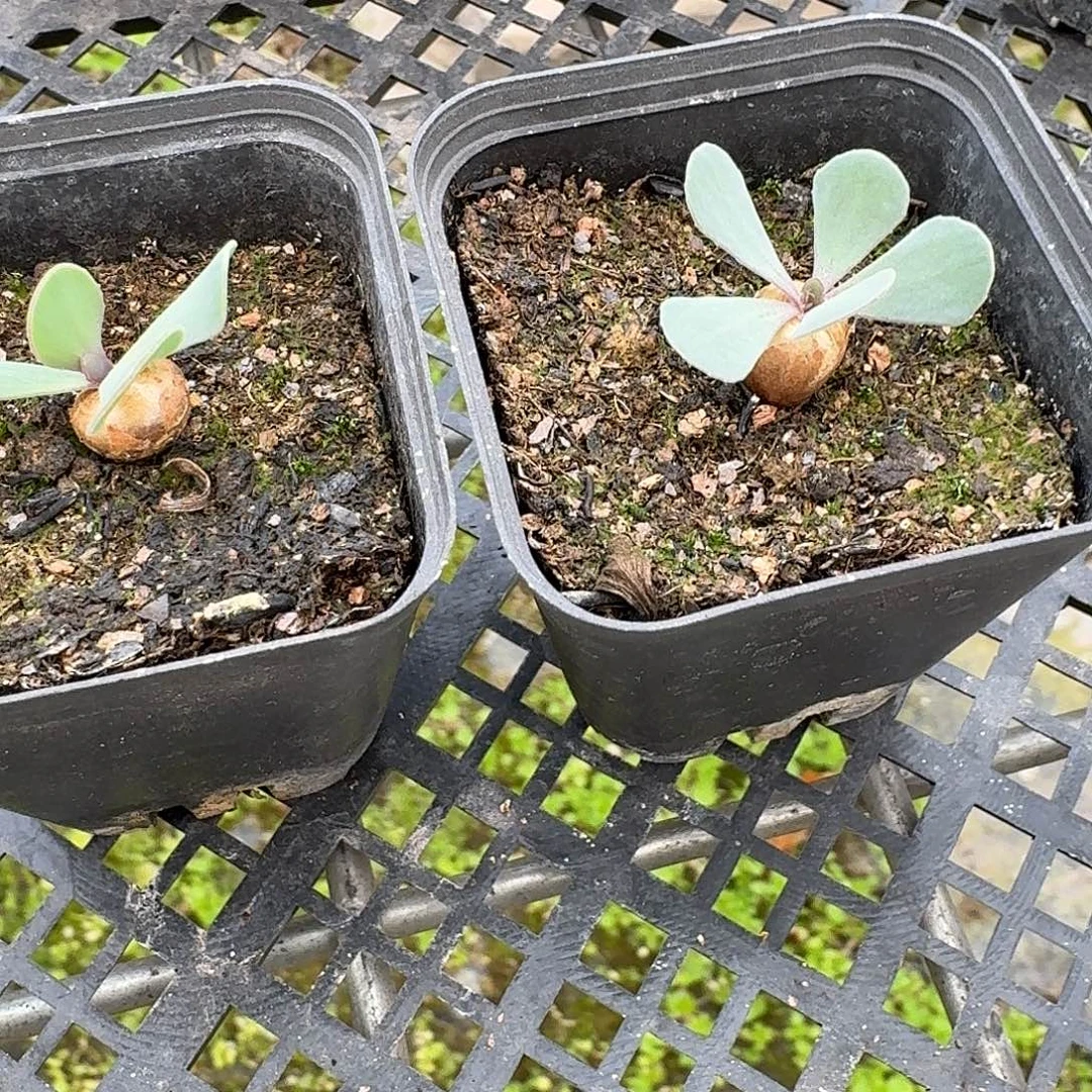 格加厚敦菊苗子两个一组