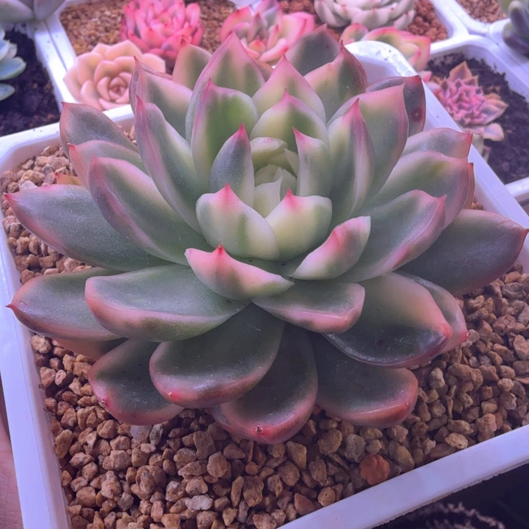 东云彩锦 多肉植物
