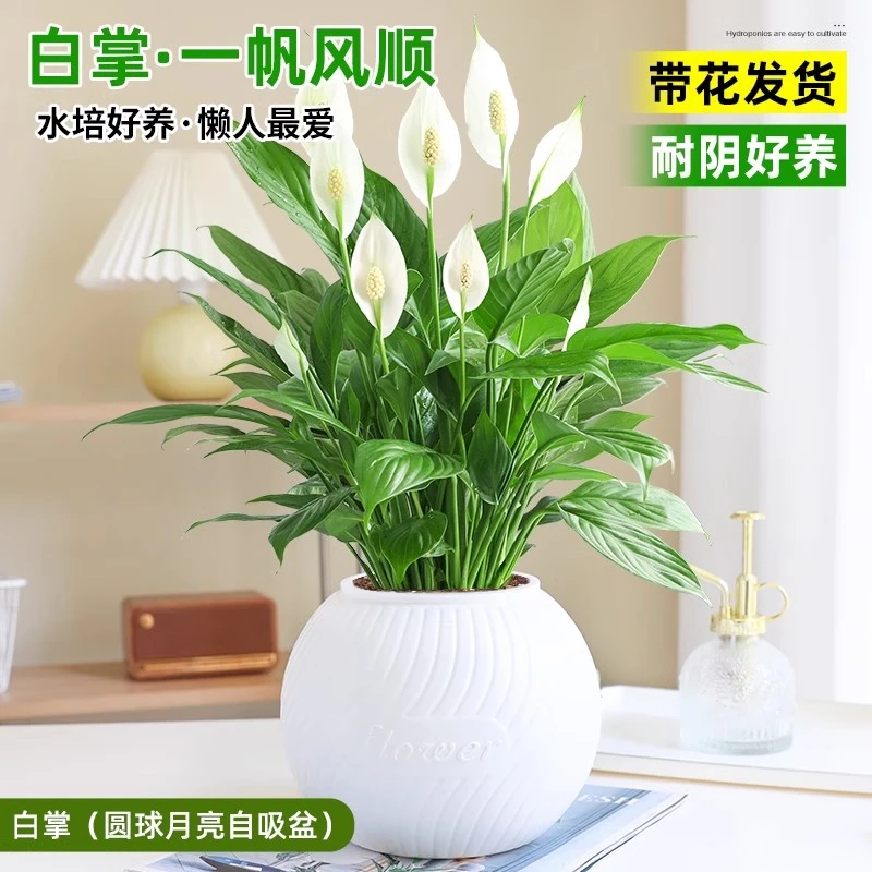 白掌盆栽一帆风顺水培植物室内客厅办公室花卉好养绿植四季开花