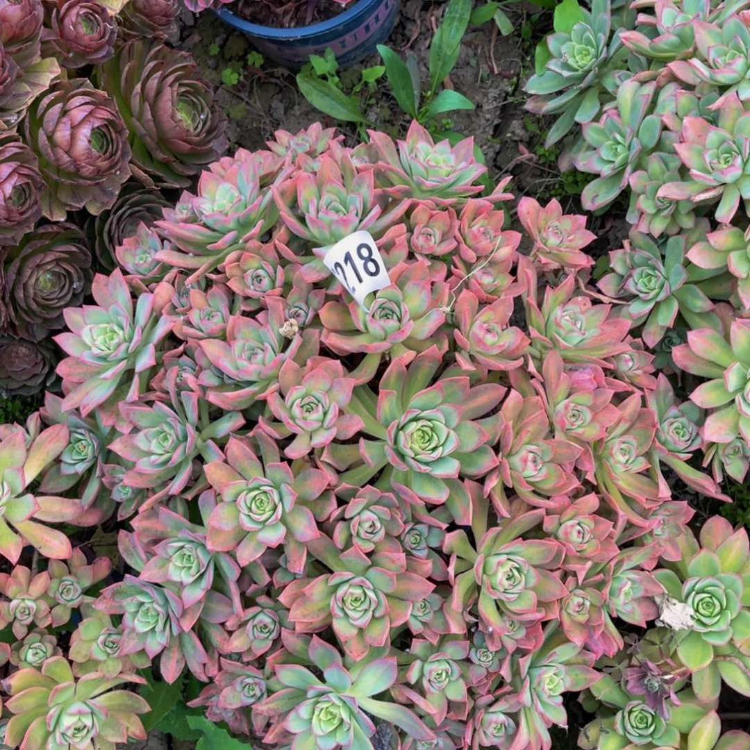 星爆中斑法师3-12