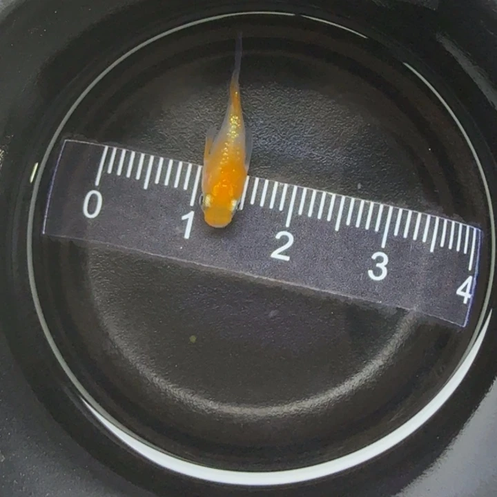 青鳉鱼王华球球43号