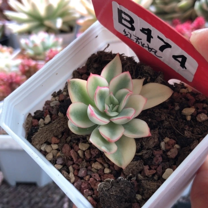 红花女王覆轮锦有根