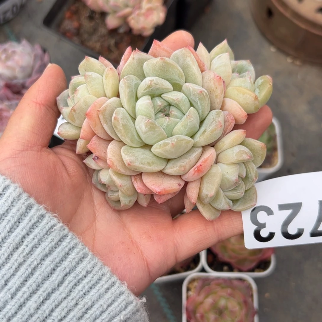 果***?723 多肉植物组合盆栽