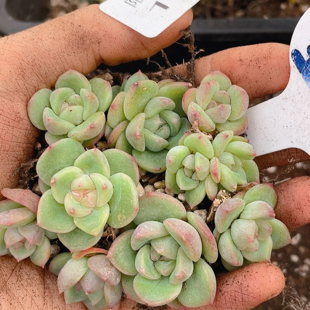 量拍多肉植物多肉植物196