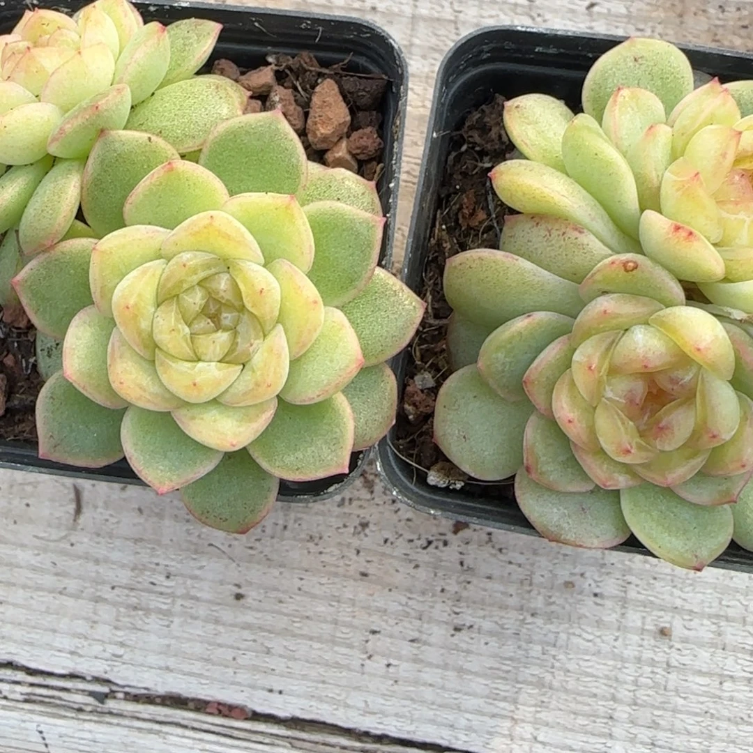 清渏叶子一个满25包邮