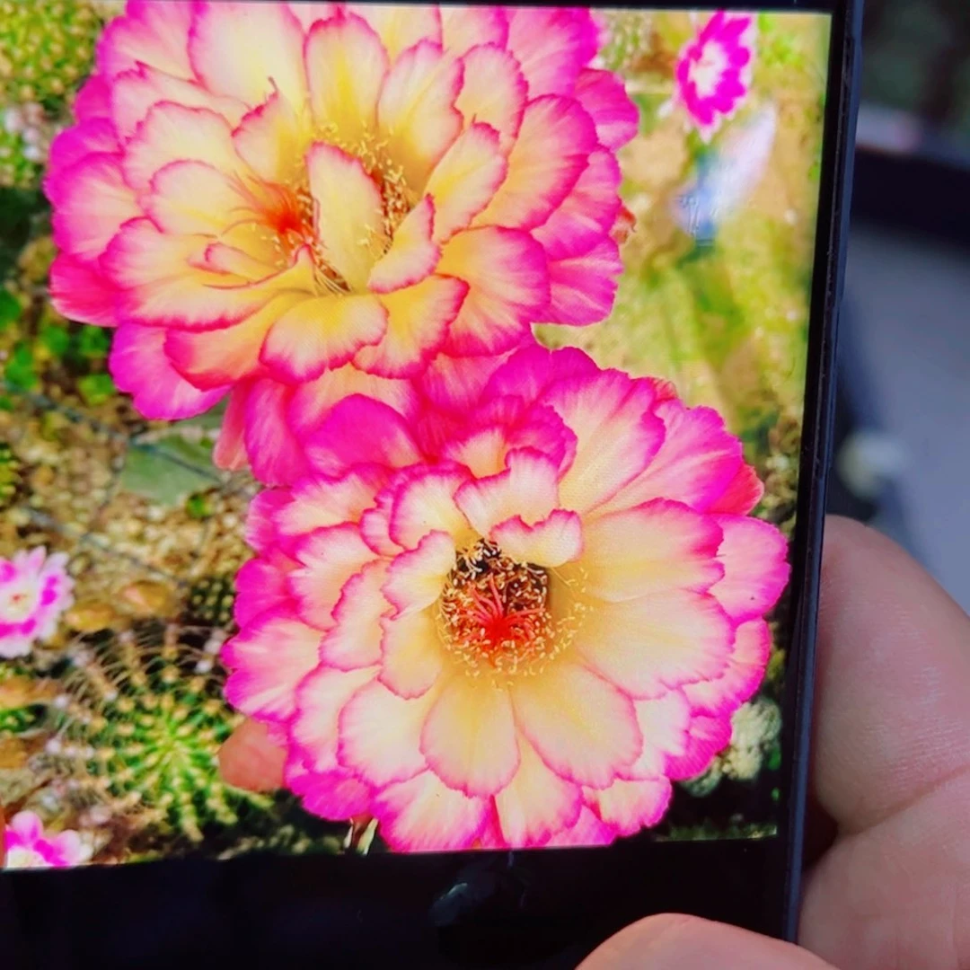 下55毛苏乞儿歪无根侧芽3一4公分左右20包邮